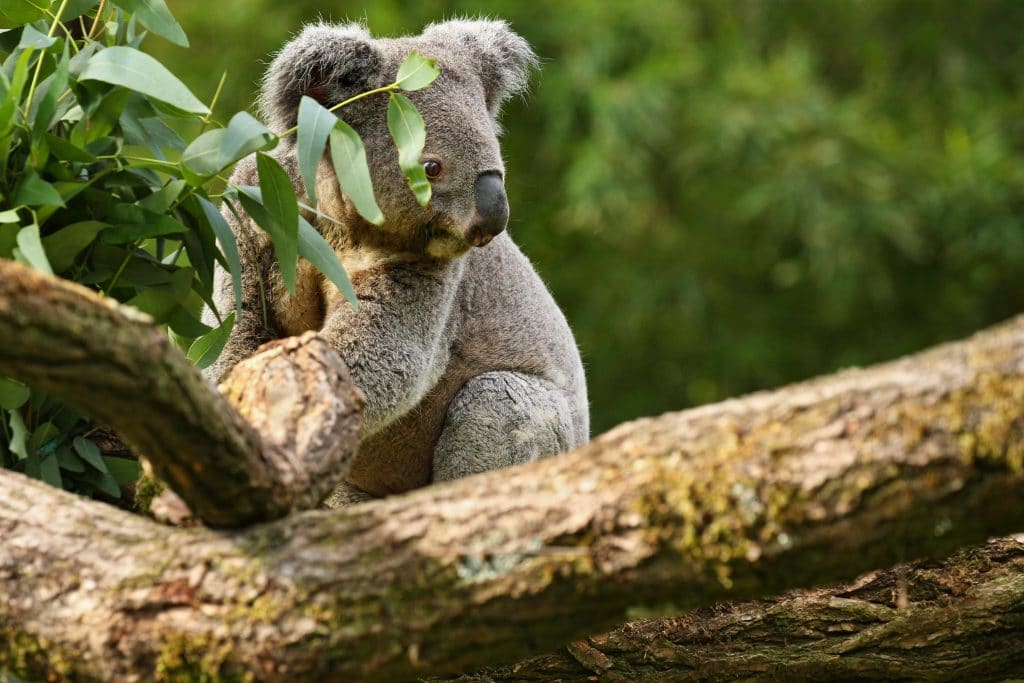 Ballarat Wildlife Park