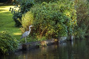 Lake Esmond Botanical Garden